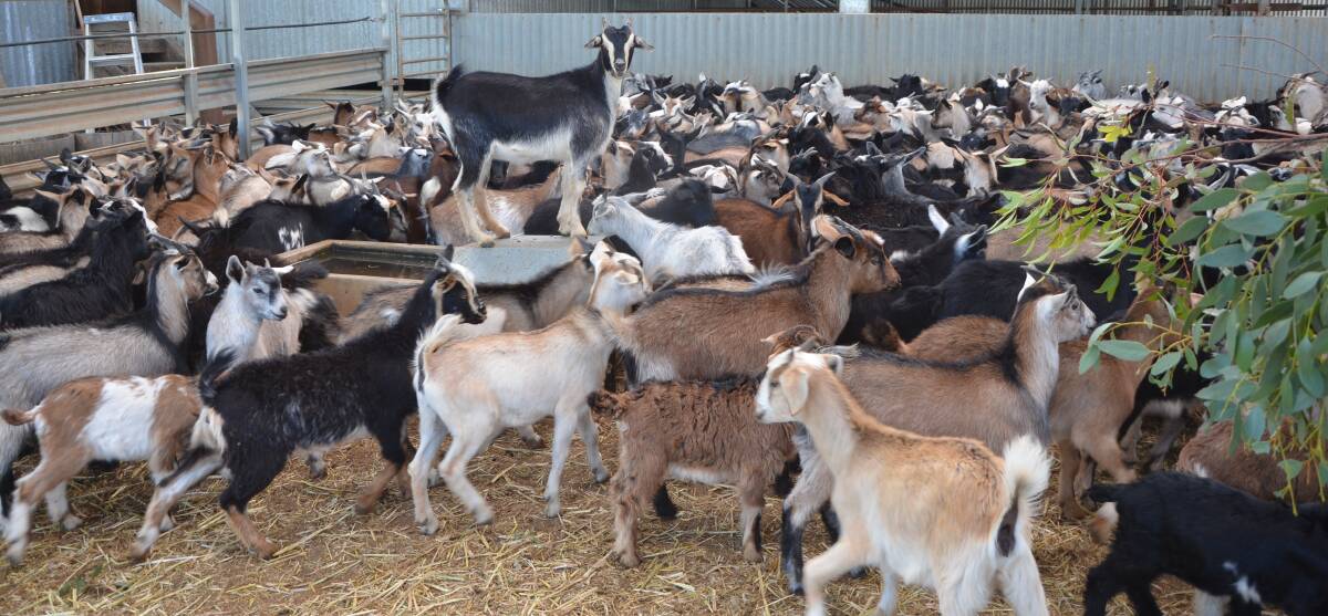 Goat prices have dropped in the past week from record highs, but still remain strong.