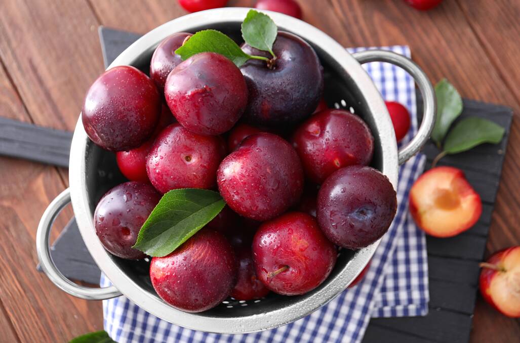 Stonefruits, including plums, suffered this year from lack of labour during harvest time. Photo: SHUTTERSTOCK