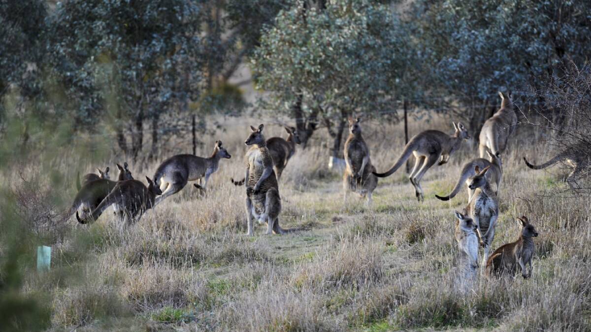POPULATION SURGE: Rising kangaroo populations and low harvests have created concerns.