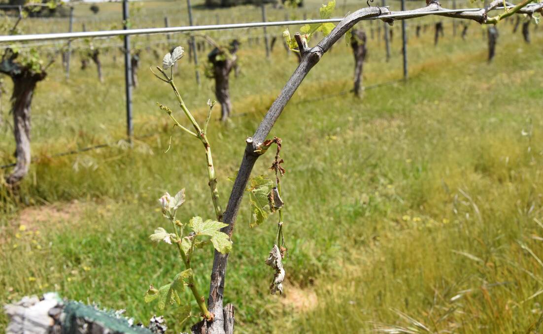 Heavy hail stripped vines from a number of Adelaide Plains vineyards just weeks out from flowering.