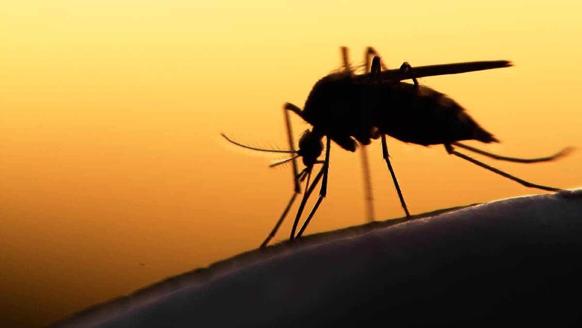 Mosquito management remains the best defence against the JE outbreak. Photo: SHUTTERSTOCK