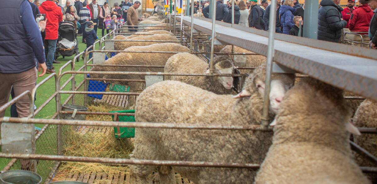 Sheep line up in pens ahead of selling. Picture by Jacqui Bateman