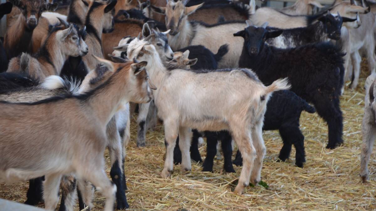 Goat industry ready to grow