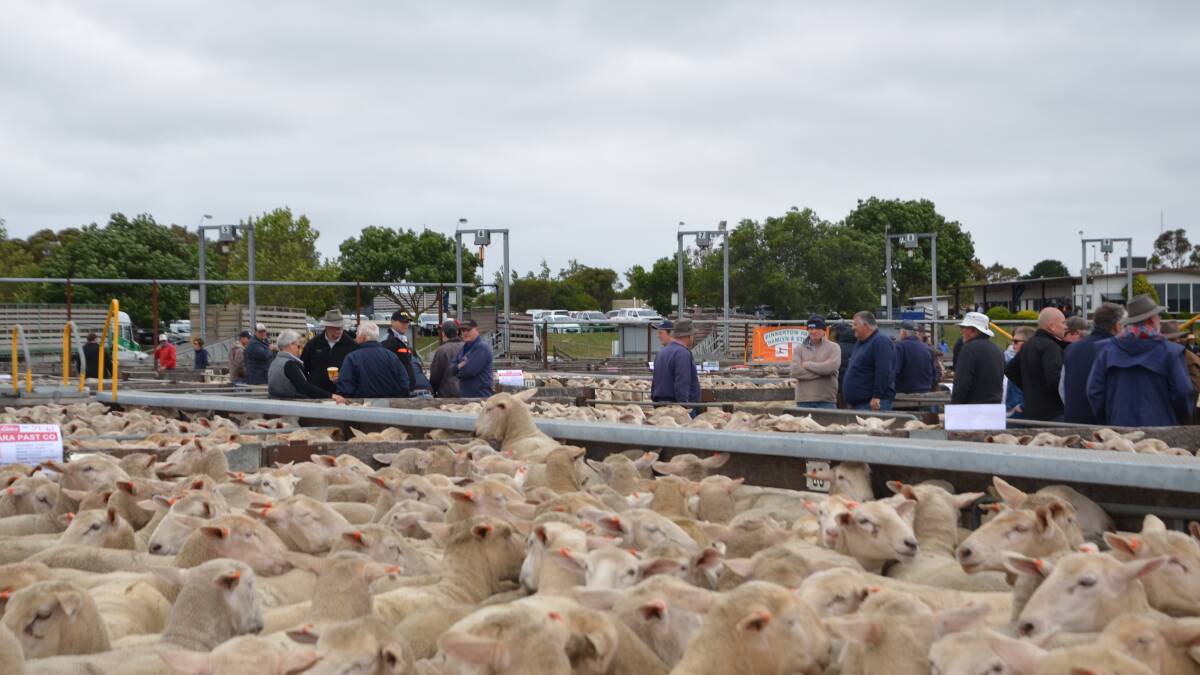 Just how high can ewe prices go?