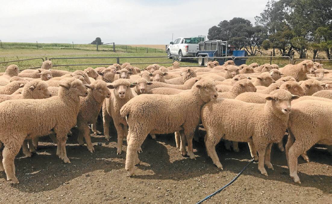 FAST GROWERS: The Hampel family sell all their Poll Dorset/Merino-cross lambs over the hooks to JBS Australia, with last years tops weighing an average of 45.5 kilograms live weight at only four months of age. 