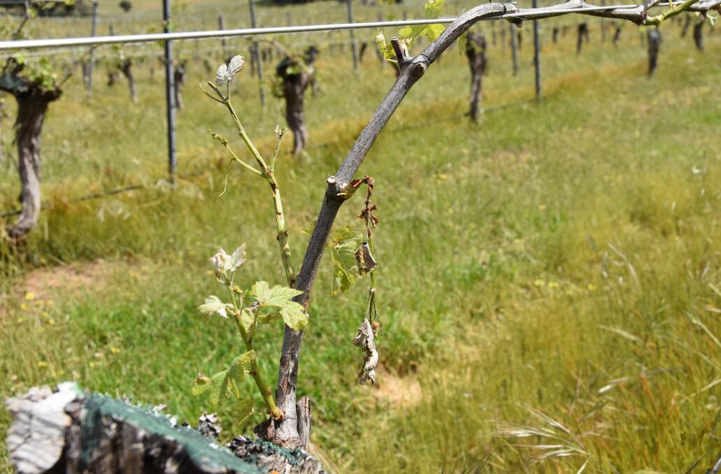 Vines were stripped during the October 28-19 storms.