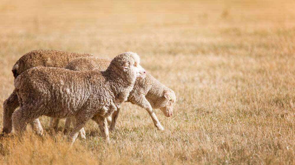 Mutton lines of sheep can be automatically tested for OJD at participating SA abattoirs. Photo: SHUTTERSTOCK