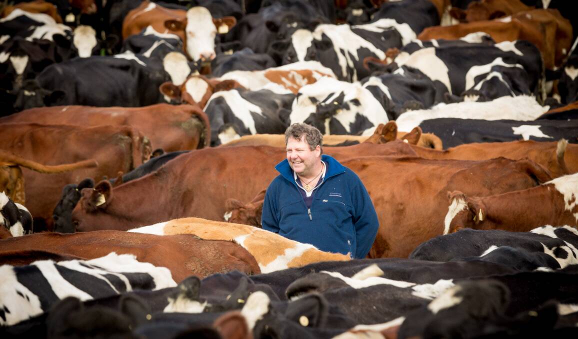 INTERNATIONAL PLATFORM: Michael Green, Mount Schank, in his mixed herd, which includes Aussie Reds, New Zealand Friesians and a three-way cross cows with Montbeliardes.  Photo: MICHELE HAMILTON.