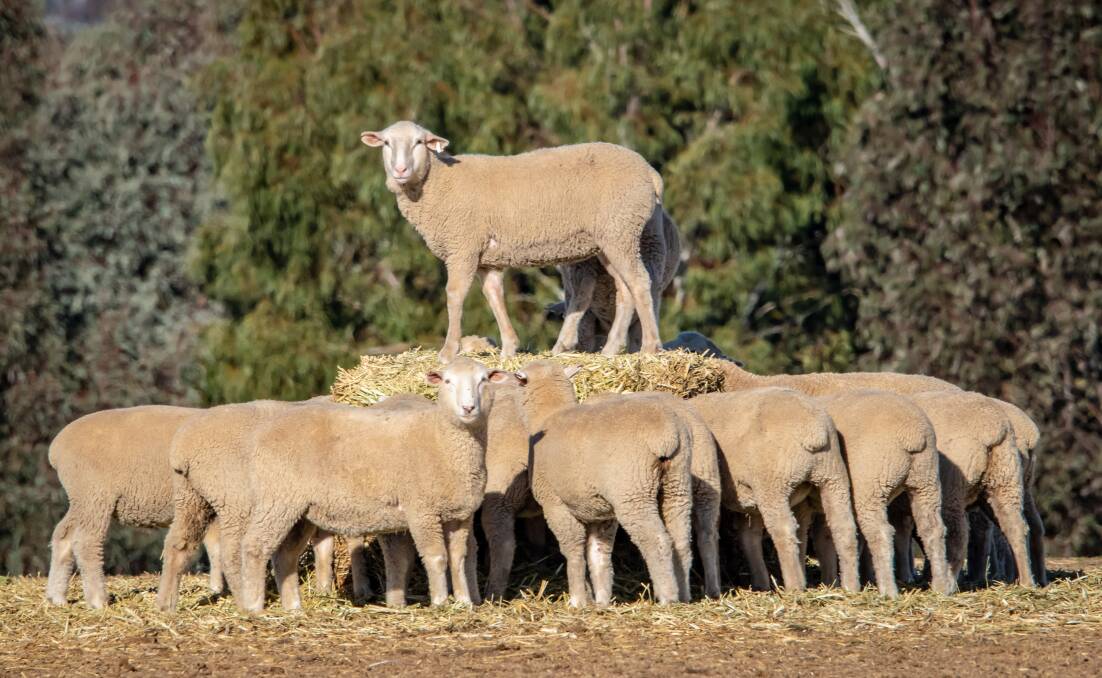 BOOST: Compass Feeds' Magforce helps deliver nutrients essential for successful lambing. Photo: Shutterstock.