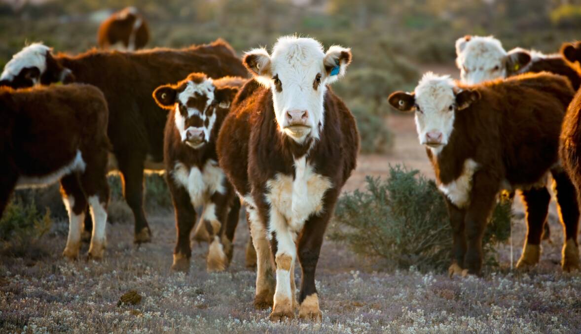 Get the right protection for your cattle.