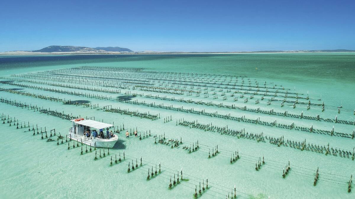 PRISTINE: Eyre oysters are produced in six main growing areas including Coffin Bay, Streaky Bay, Smoky Bay, Denial Bay and St Peter’s Island.