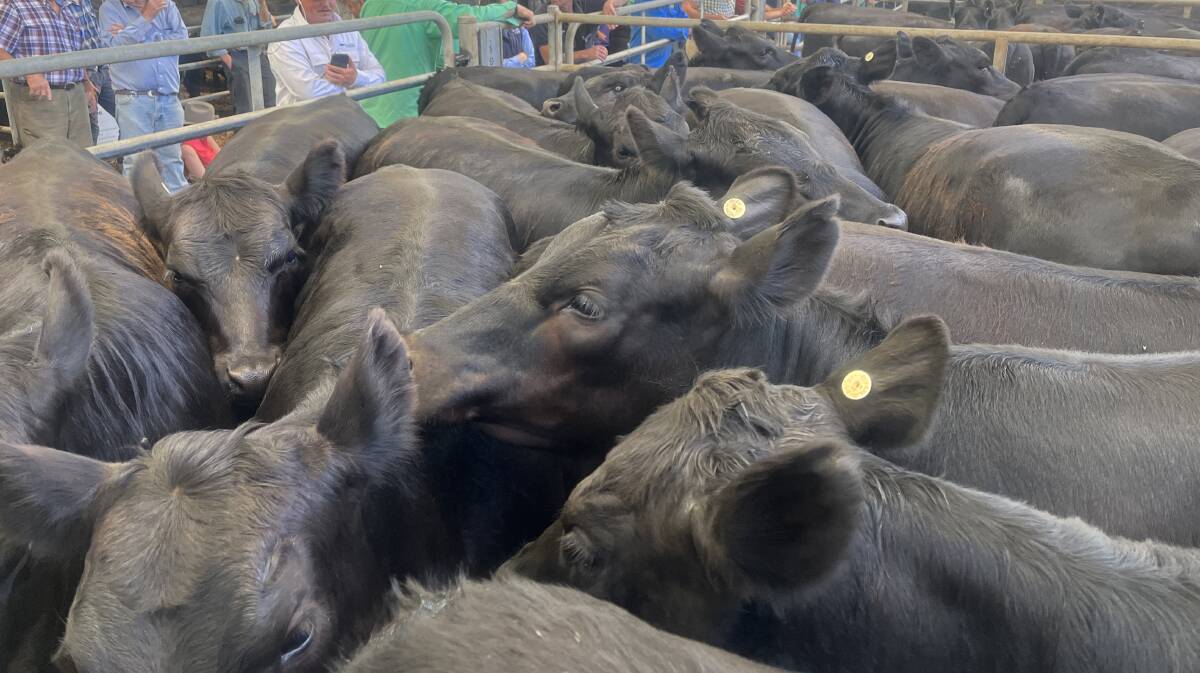 More than 2500 cattle were yarded by Nutrien agents for the feature sale.