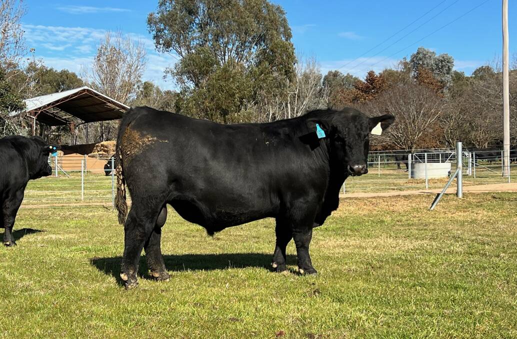  Lot 3 in Hicks Beef sale lineup in the top 0.01 per cent for All Purpose Index.