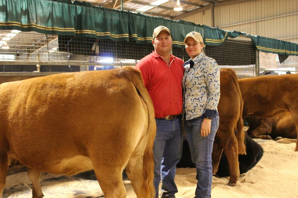 GENETIC GAINS: Hayden and Jasmine Green, Summit Livestock, Uranquinty, NSW, are using progeny analysis and genomic testing to provide more accurate information on the performance of their bulls