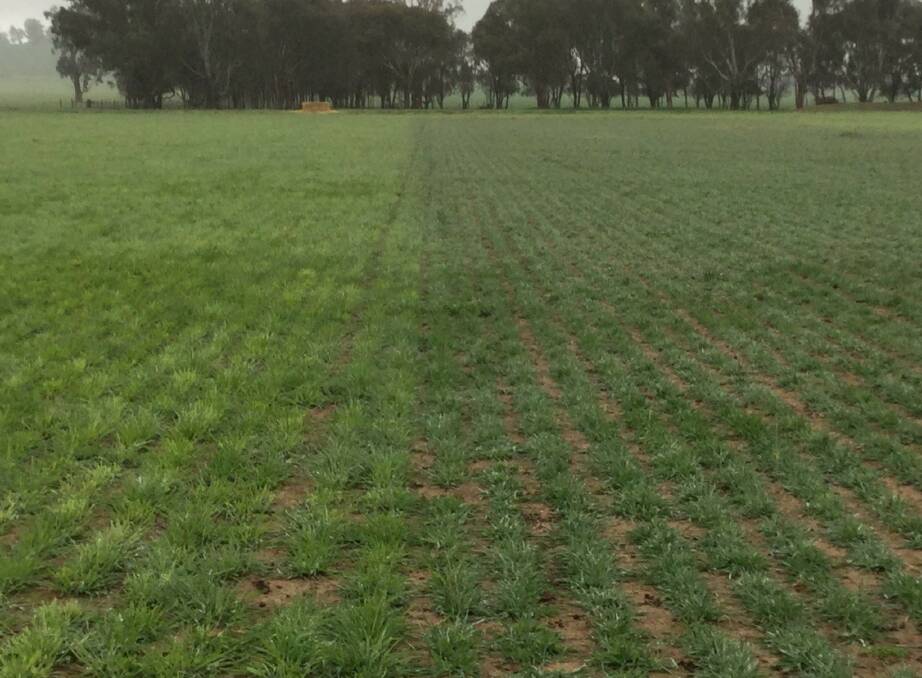 Holdfast GT phalaris and Sub clover mix treated with ProGibb SG on the left vs untreated on the right. The photo clearly shows the increased feed produced by a ProGibb SG application.