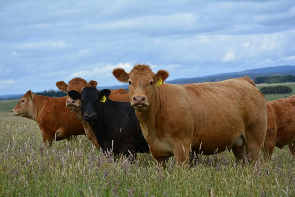 BREED ATTRIBUTES: The Limousin breed is renowned for its fast growth rates, carcase traits and calving ease, making it the perfect choice for crossbreeding.