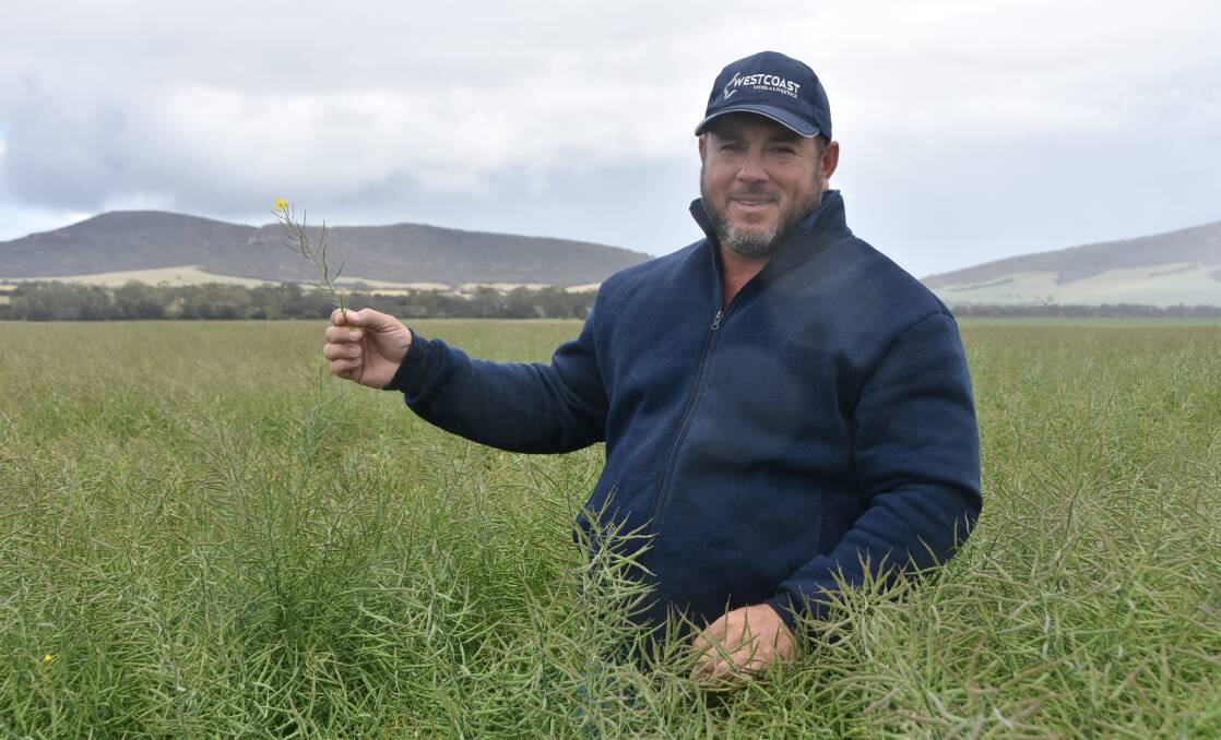 GROWING AGAIN: Jarrod Phelps said he will definitely grow GM canola next season too, to combat the ryegrass resistance issue. Photo: LAUREN FITZGERALD