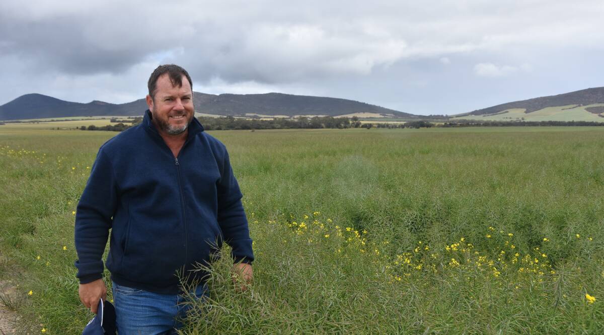 Mr Phelps shows his GM canola crop at his property between Cummins and Edillilie Photo: Lauren Fitzgerald. 