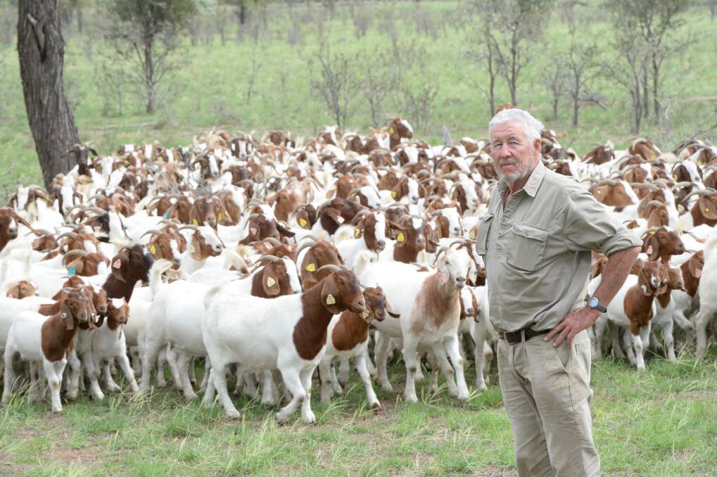 WE'LL COME TO YOU: Quandialla, NSW, Boer goat breeder, Colin Ramsay, will truck 50 bucks to St George next week for an auction in response to growing demand in south west Queensland. 