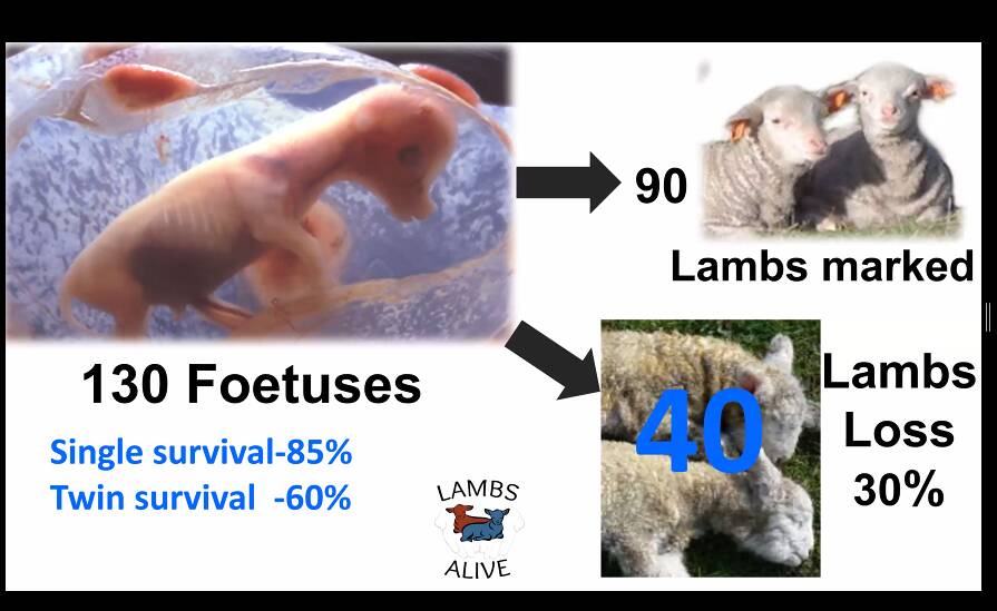 Want more lambs? First look at yourself in the mirror