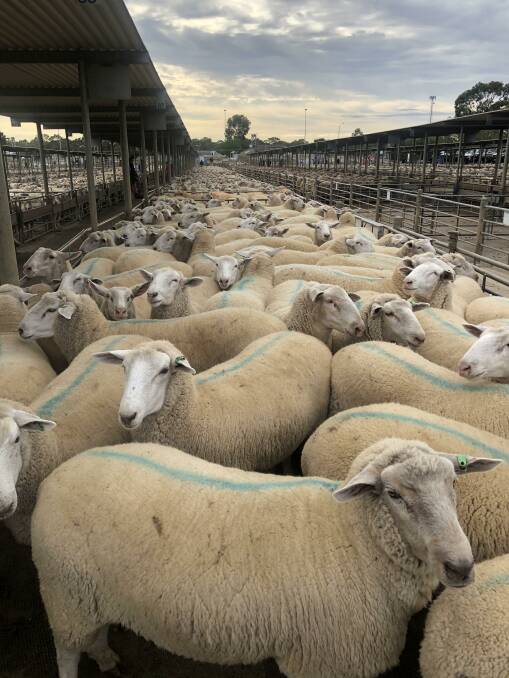 PENS OF GOLD: These heavy lambs offered by Rick and Sue Pedersen from Drummartin made $352 at Bendigo on Monday offered through Ellis Nuttall. Picture by Tony Vlaeminck. 