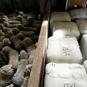 SELLING DILEMMA: Woolgrowers now face a dilemma in deciding when they should sell their clips. 