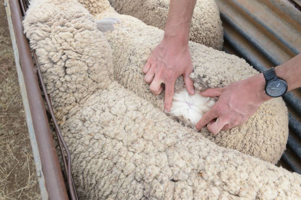 SOFTER MARKET: Wool prices retreated on Thursday as buyers were confronted with the biggest weekly offering in 12 years. 