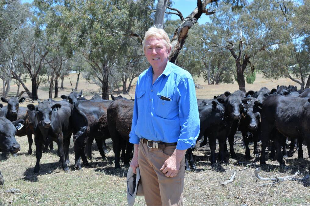 BUMBALDRY BEAUTIES: Malcolm Sinclair with maiden Angus heifers on his family's mixed farming business near Greenethorpe in Central West NSW. He aggressively culls heifers and cows to improve herd performance.    