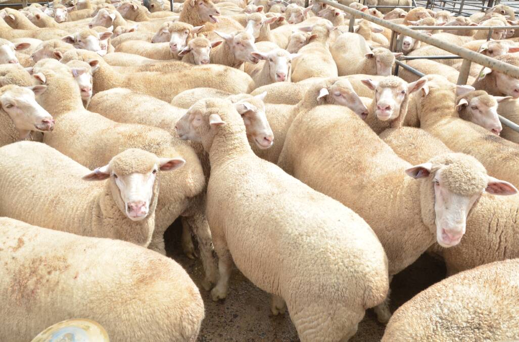 STRONG OUTLOOK: ABARES says while lamb and mutton prices will ease from the present peaks the outlook for the sheepmeat sector remains upbeat. 