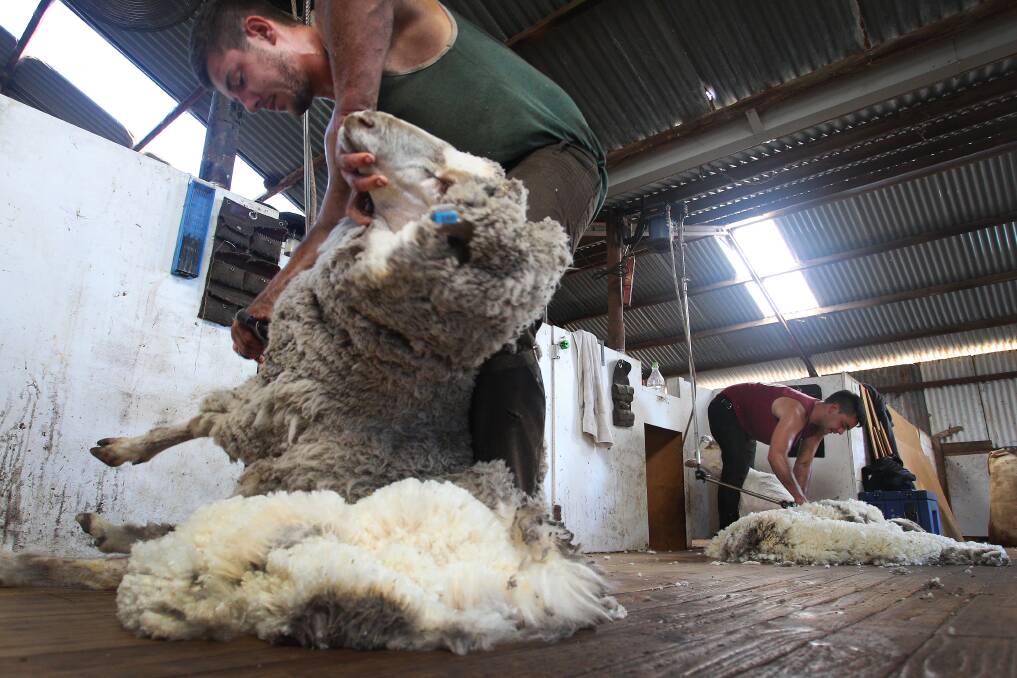 KEEP YOUR DISTANCE: Shearers should work at least 1.5 metres apart during the Covid-19 emergency, according to new wool harvesting protocols. 