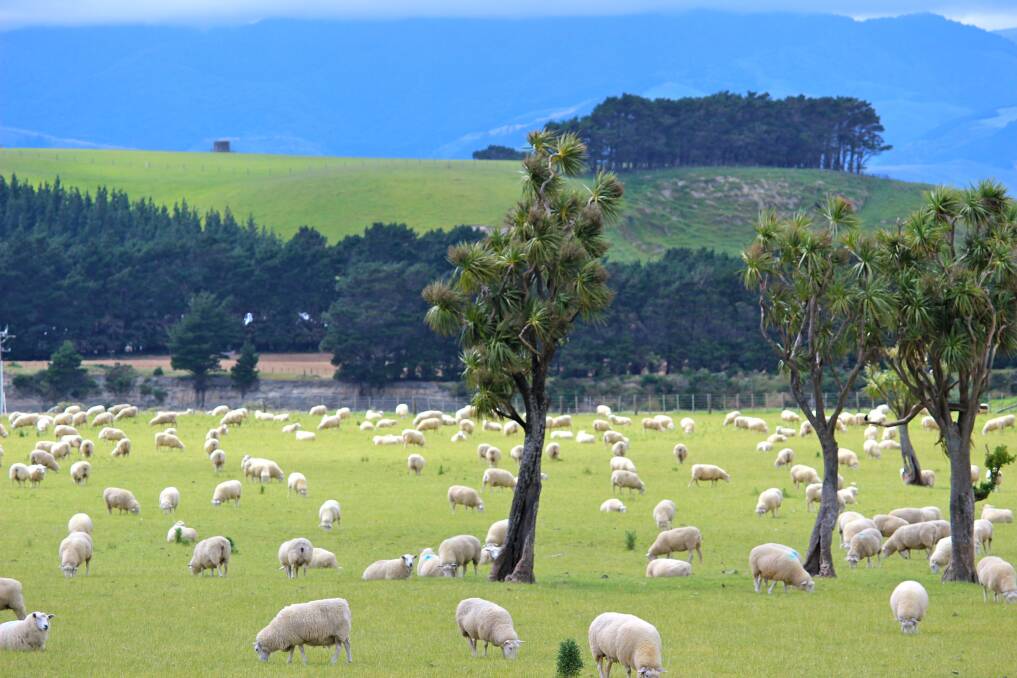 NOT IDYLLIC: NZ sheep producers are shell shocked by the environmental plans of the Adern Government. 