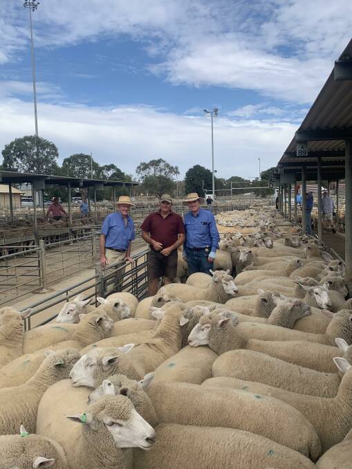 BENDIGO TOPPERS: Rupert Fawcett senior, Adrian McIntosh, and Rupert Fawcett junior with the heavyweight second-cross lambs which briefly held the national lamb price record at $360. 