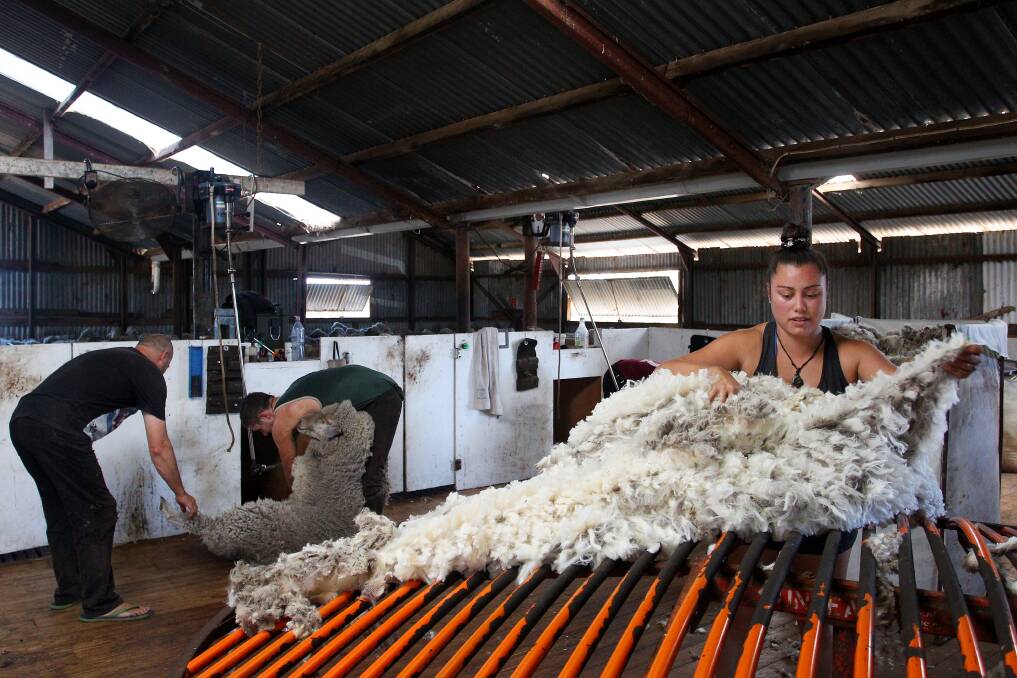 RECOVERY BEGINS: Shearing gets underway on Meadow Lea station on Kangaroo Island. 