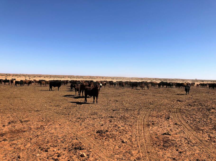 Angus infused cattle running on the Costello family's Andado Station in the Finke area south of Alice Springs. Angus cattle can handle the tough, arid conditions.  