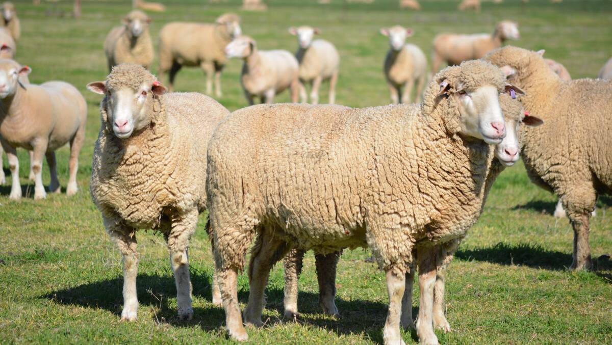 In 30 years the Dorset ewe's average weight has increased by 35kg and in 20 years, between 1990 and 2010, first-cross ewes increased by 15kg.