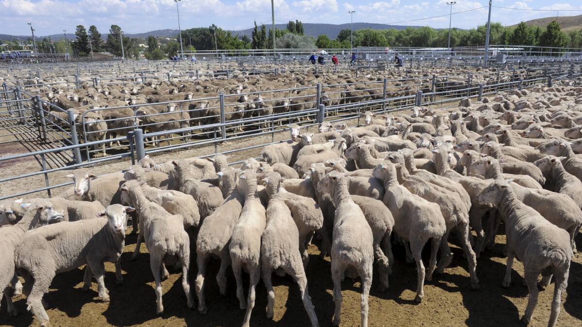 Sheep yardings increase as mutton rally continues