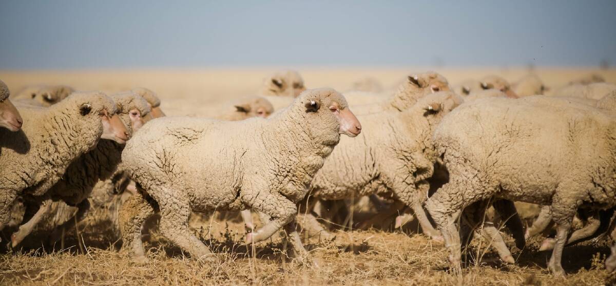 According to an MLA and AWI sheepmeat and wool survey report, at the end of June sheep producers were holding 42.85 million head of breeding ewes.  
