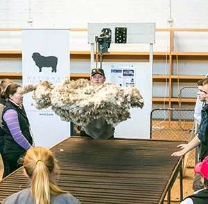 John Dalla demonstrates the throwing of a fleece at last year's National Merino Challenge. 