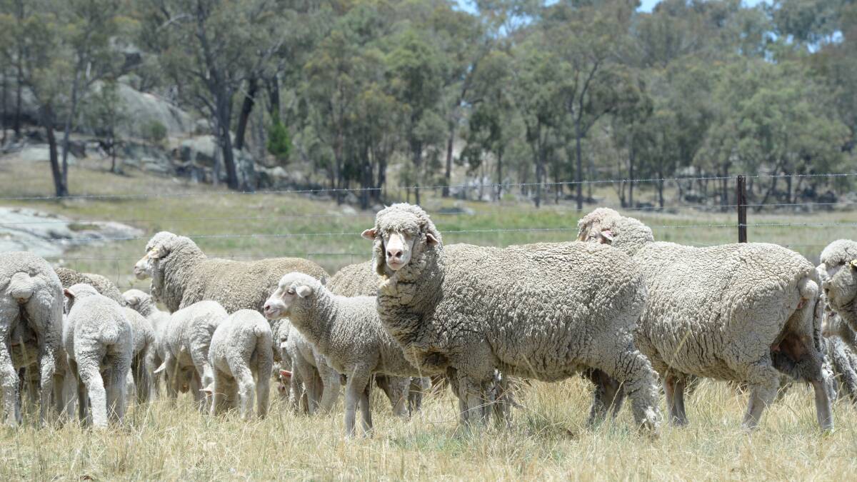 Research shows there are big flow-on effects of proper ewe nutrition, not just on lamb survival, but their lifetime wool production.