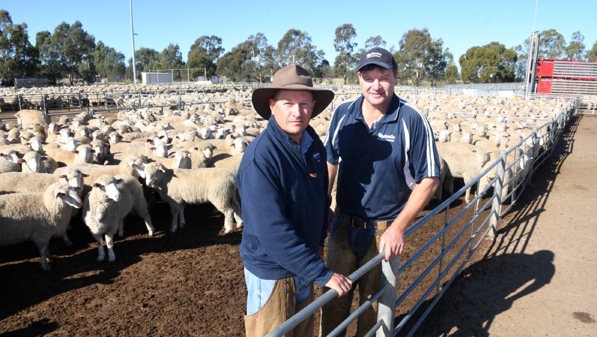 Rodwells auctioneer Dale Dridan and Rodwells area manager Wayne Driscoll at Horsham last week where lambs sold for $301 per head. Photo by Samantha Camarrie. 
