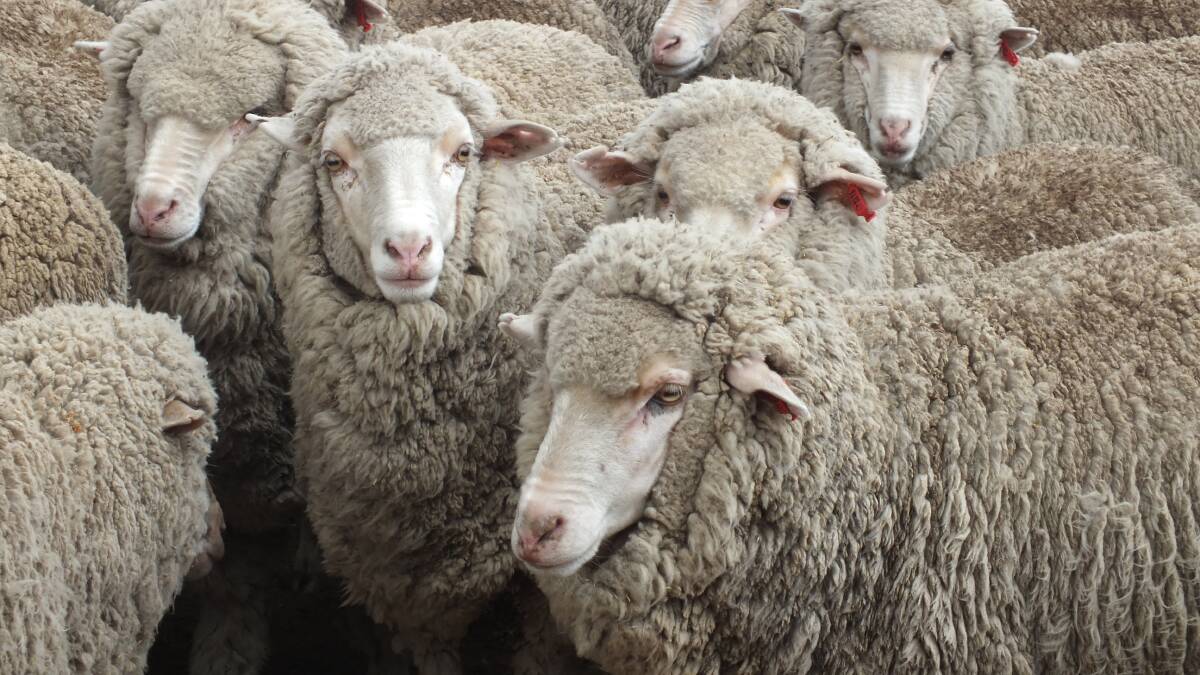 'Transparency' is a key to wool price premiums