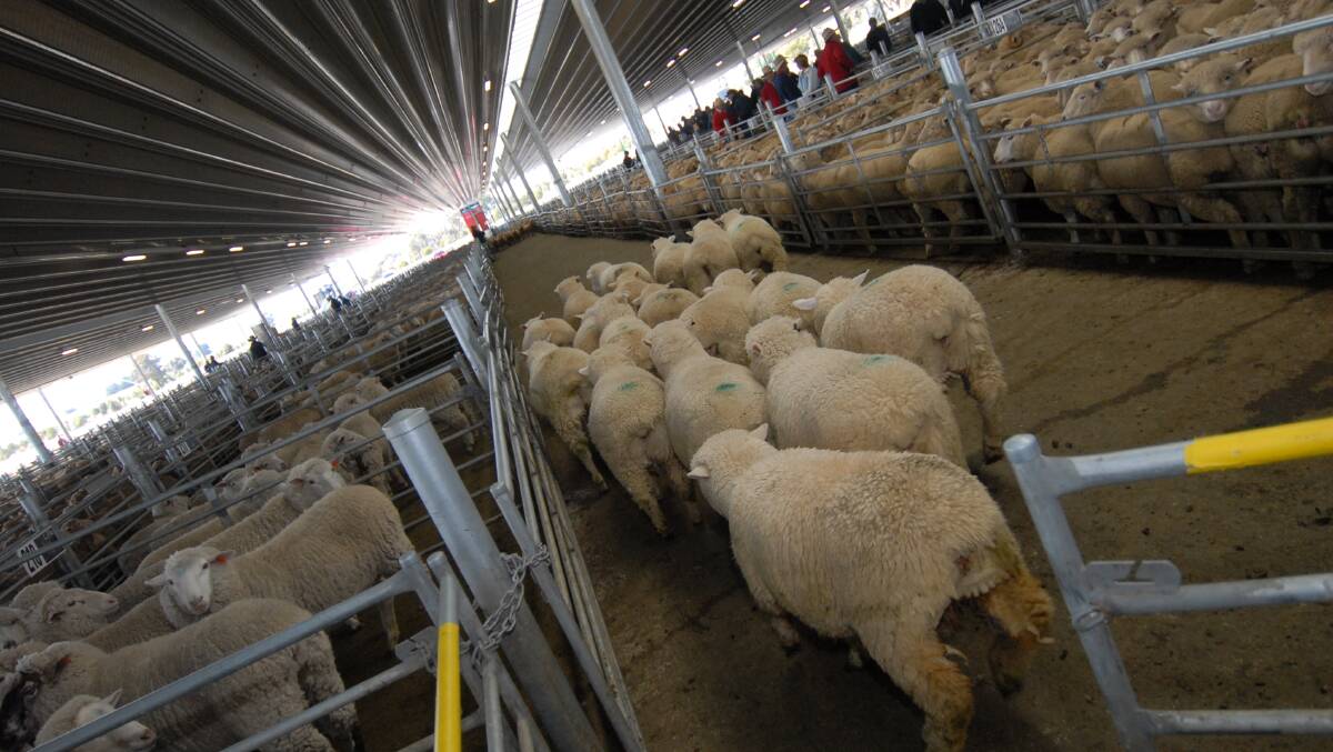 RECORD RUN: Prices paid for heavy lambs topped at $301. 20 for a pen of extra heavy lambs at Wagga Wagga in August. 