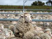 HEADS UP: WoolProducers Australia CEO Jo Hall said the impacts of FMD would be severe not just to the wool industry, not just agriculture, but our entire economy.