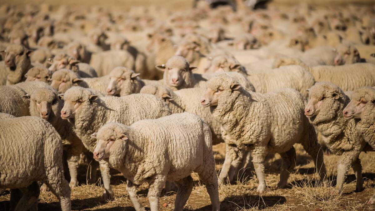 The relentless drought across a large part of the nation is continuing to negatively impact upon shorn wool quality. 