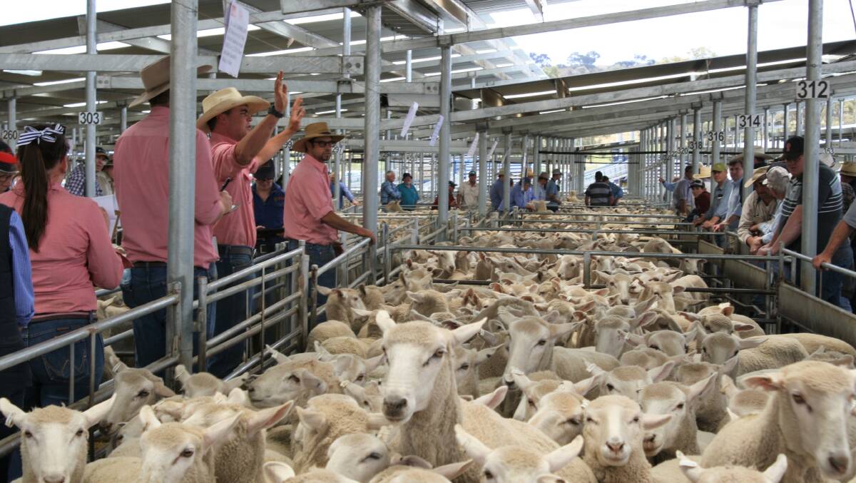 Australia's lamb and mutton prices are strong, signalling confidence has heightened. File photo. 