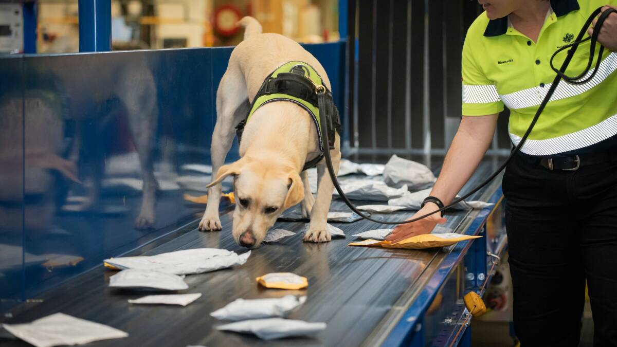 DOGGY DETECTIVE: Top Dog winner Ulf on the job in Brisbane.