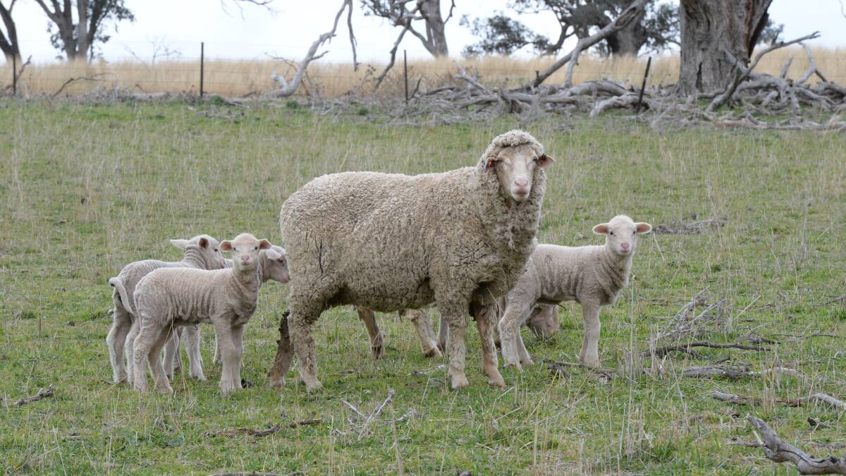 Sheep graziers on alert as weather warning issued
