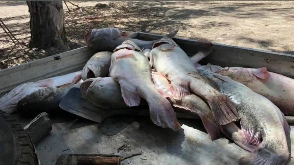 MASS KILL: Some of the fish collected from a mass kill in the Menindee Weir Pool in Far West NSW. Photo: ROB GREGORY