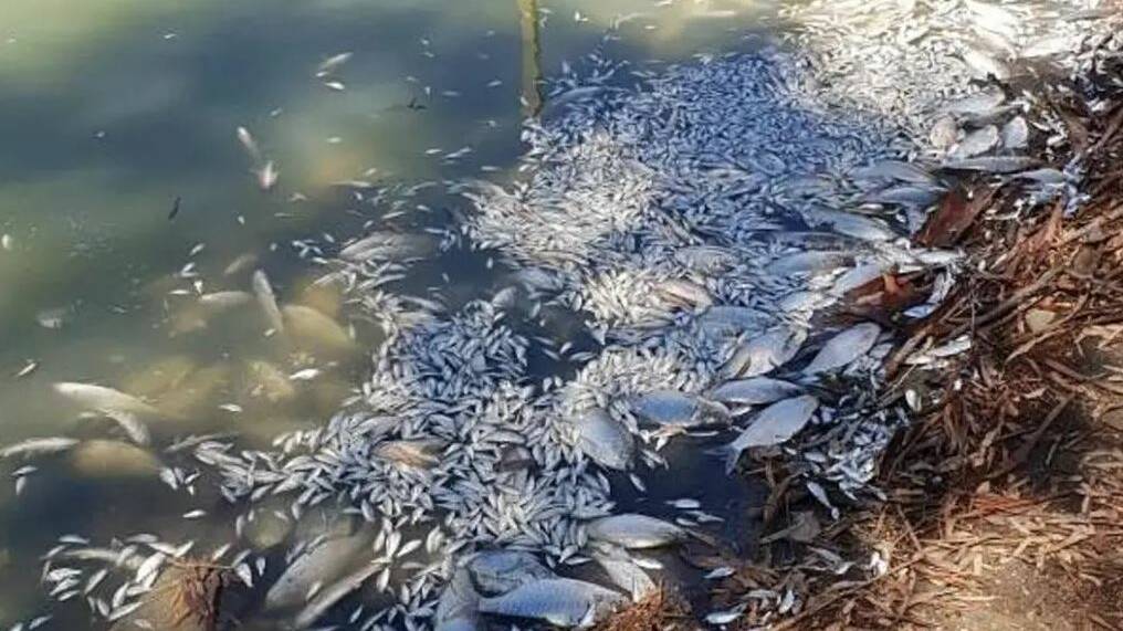 NOT GOOD: Perhaps a million fish or more may have died in a large blue-green algal bloom in the Menindee Weir Pool, south-east of Broken Hill. Photo: ROB GREGORY