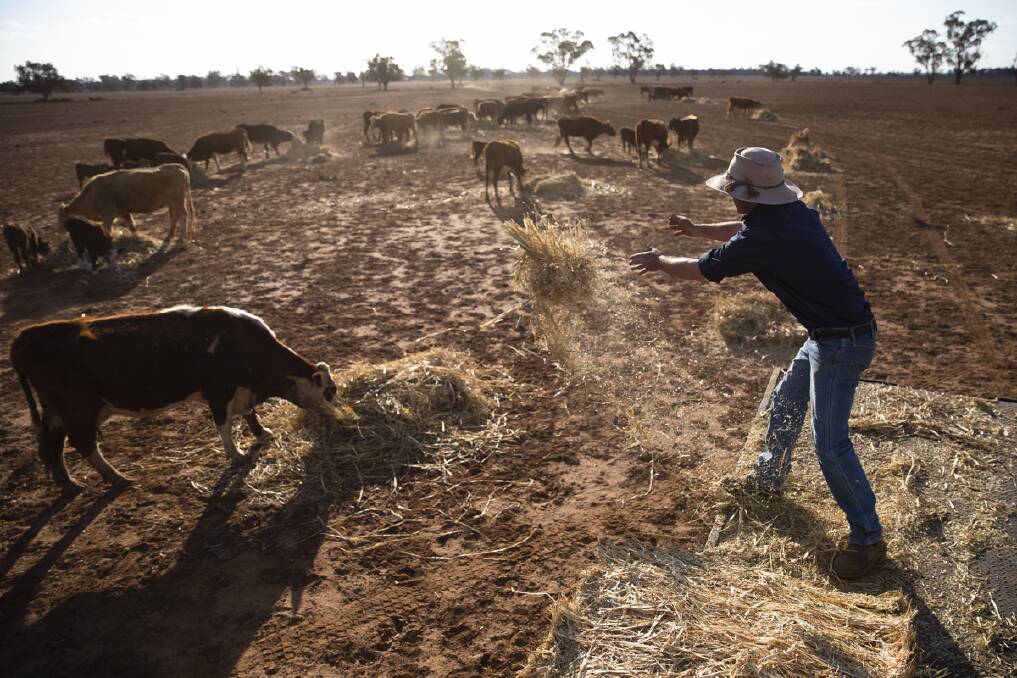 Devastating: Angus Barclay, in drought ravaged Warren, distributes some much needed hay to his stock. Photo - Krystle Wright.